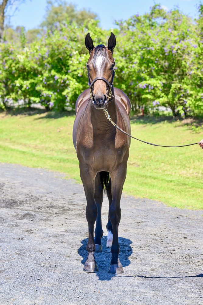 Supido (AUS) / Princess de Roca (NZ) 2023 Filly - Image 2