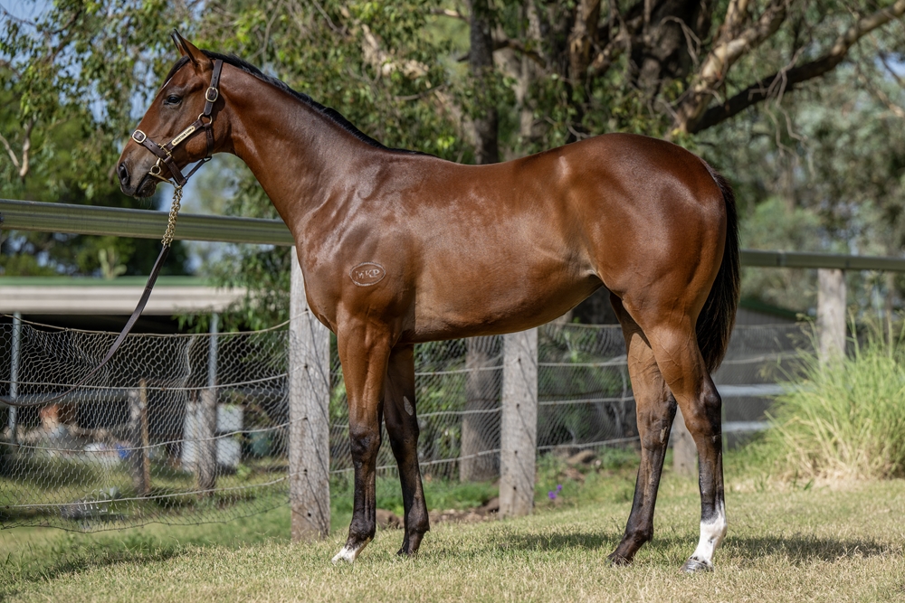 Pierata (AUS) / The Light of Day (NZ) 2023 Filly - Image 1