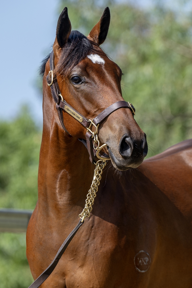 Pierata (AUS) / The Light of Day (NZ) 2023 Filly - Image 2
