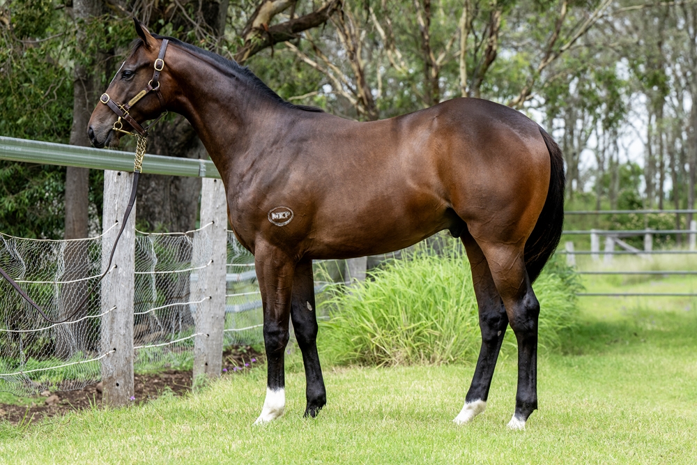Spirit of Boom (AUS) / Spendin' It (AUS) 2023 Colt - Image 1