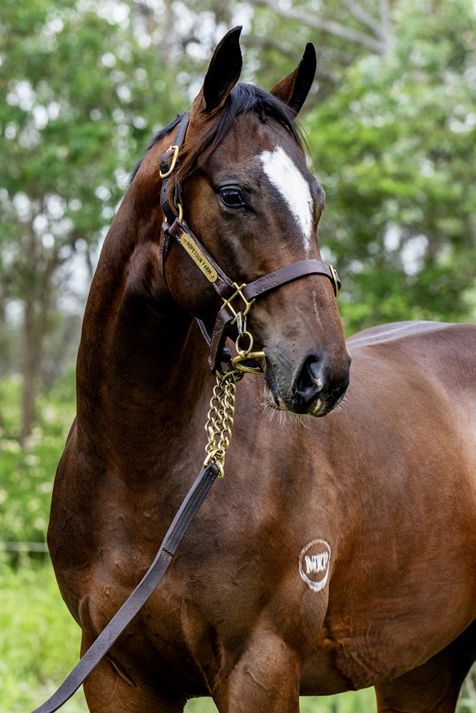 Spirit of Boom (AUS) / Spendin' It (AUS) 2023 Colt - Image 2