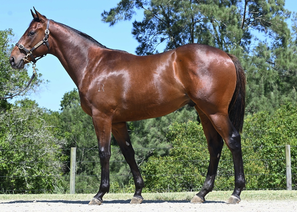 Pierro (AUS) / Irithea (AUS) 2023 Colt - Image 1