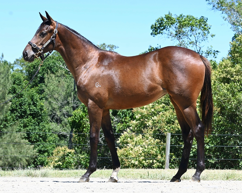 Spirit of Boom (AUS) / Rhone (AUS) 2023 Filly - Image 1