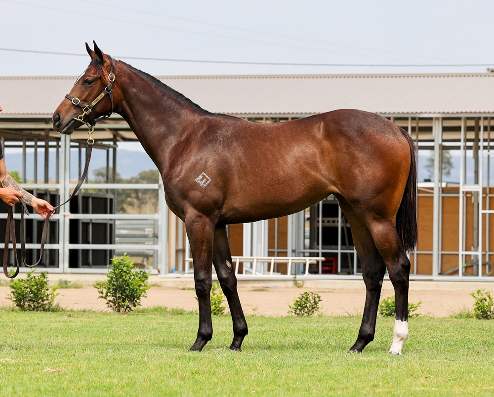 Rebel Dane (AUS) / Let's Wing It (AUS) 2023 Filly - Image 1
