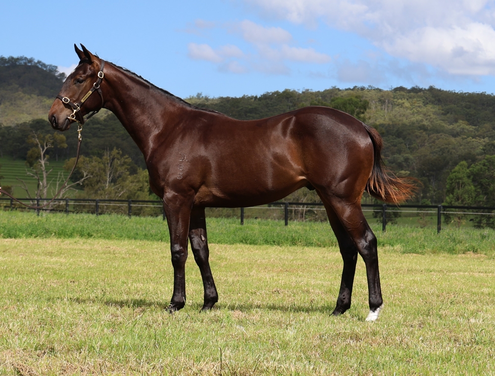 Spirit of Boom (AUS) / Wilcannia (AUS) 2023 Colt - Image 1