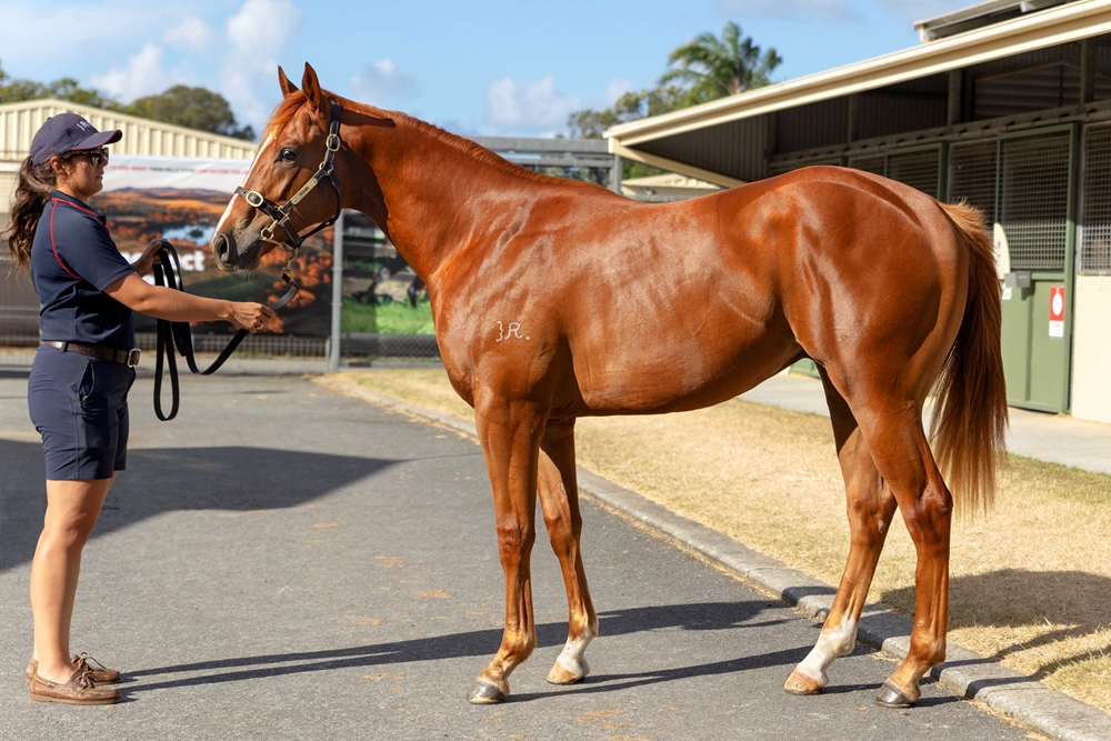 St Mark's Basilica (FR) / Oxford Heart (AUS) 2023 Colt - Image 1