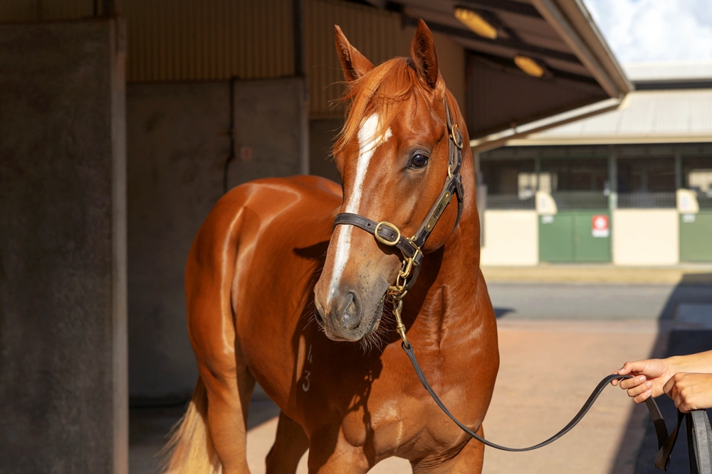 St Mark's Basilica (FR) / Oxford Heart (AUS) 2023 Colt - Image 2