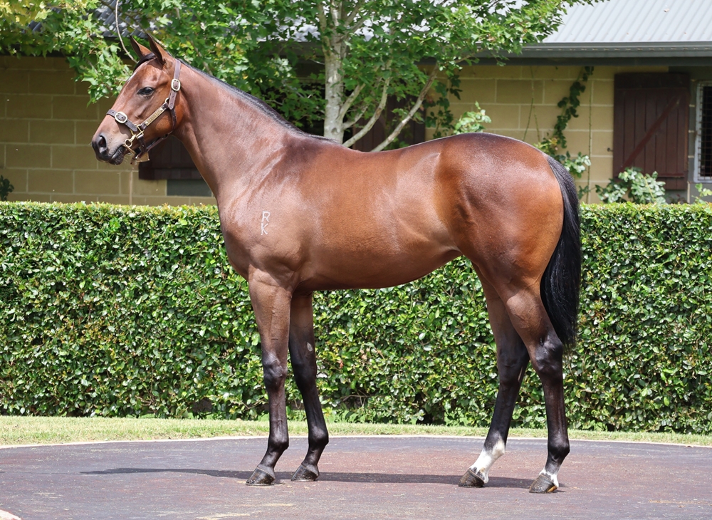 Cool Aza Beel (NZ) / Stregheria (AUS) 2023 Filly - Image 1