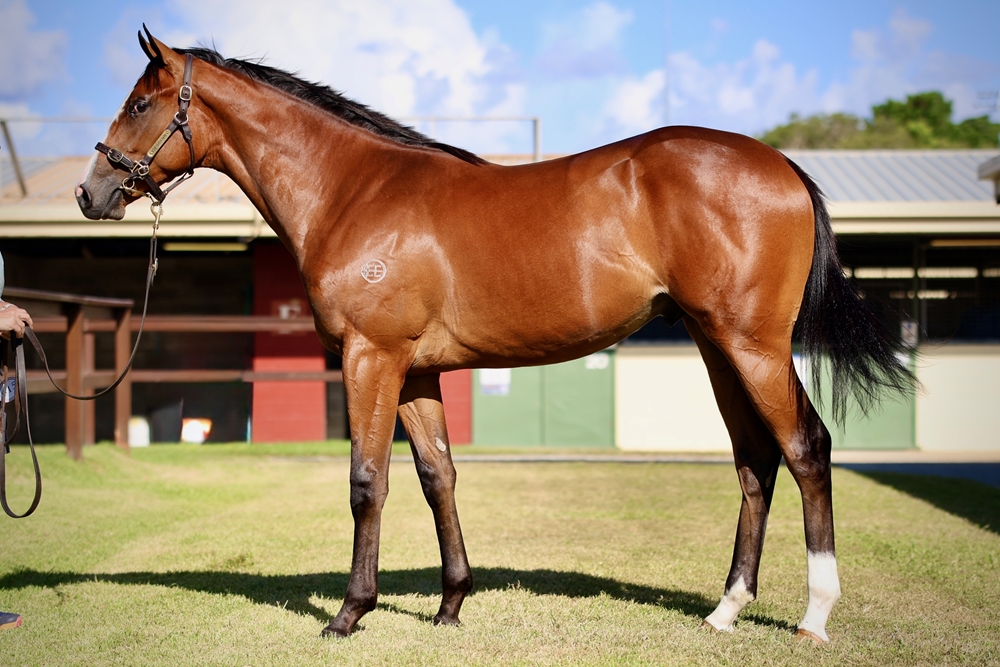 Sword of State (AUS) / Luckily (NZ) 2023 Colt - Image 1