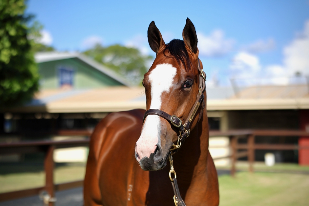 Sword of State (AUS) / Luckily (NZ) 2023 Colt - Image 2