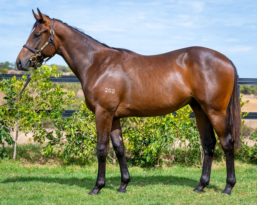 Headwater (AUS) / Desert Realm (NZ) 2023 Colt - Image 1