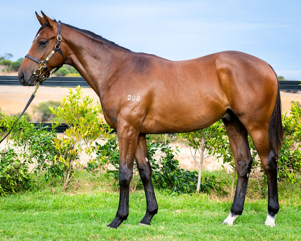 Tiger of Malay (AUS) / Silk Touch (AUS) 2023 Colt - Image 1