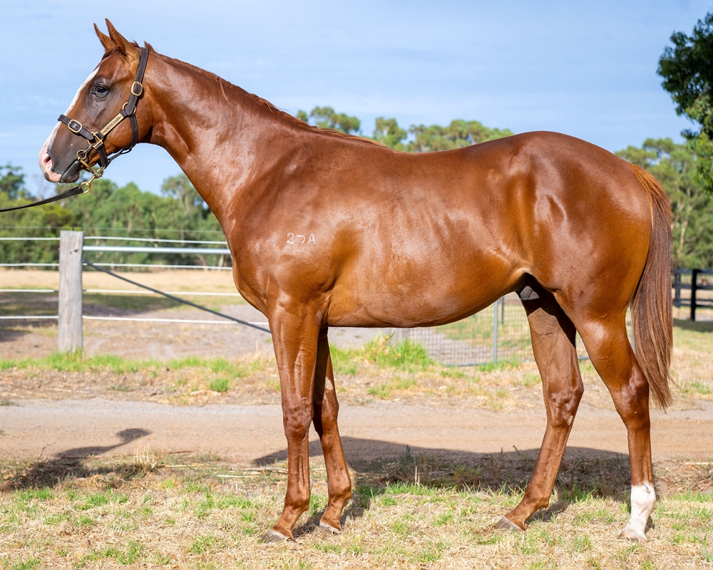 Splintex (AUS) / Classical Snow (AUS) 2023 Colt - Image 1