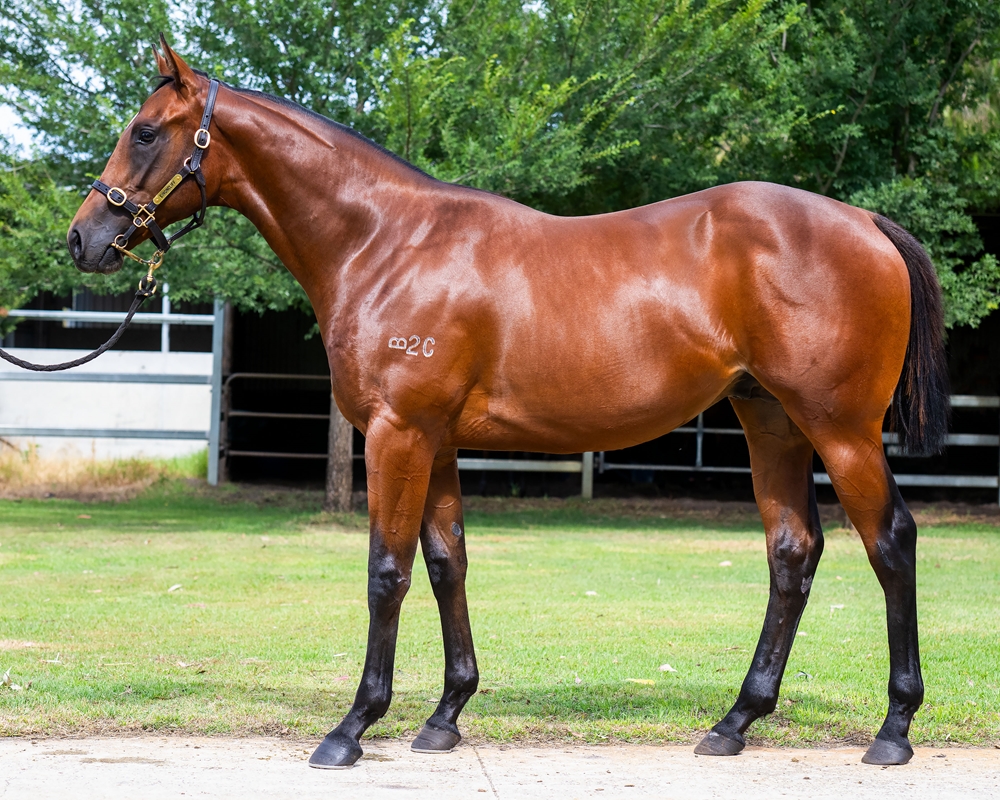 Dirty Work (AUS) / Anglissa (AUS) 2023 Colt - Image 1