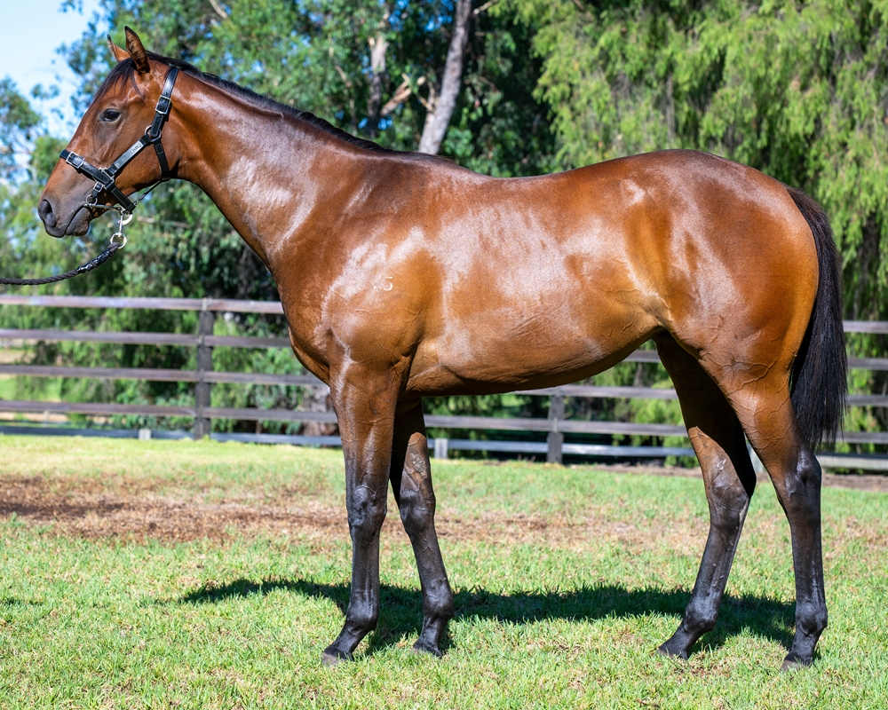 Farnan (AUS) / Rosslago (AUS) 2023 Filly - Image 1