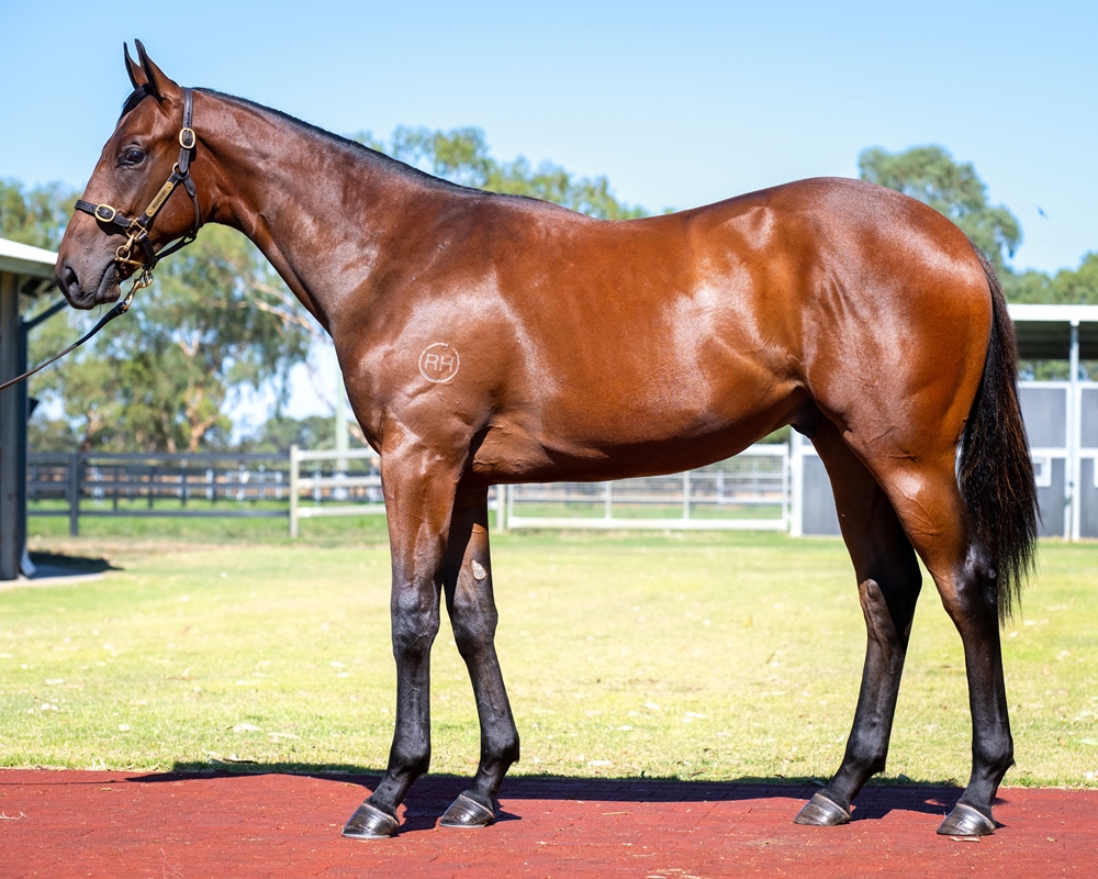 Rommel (AUS) / Sound of Thunder (AUS) 2023 Colt - Image 1