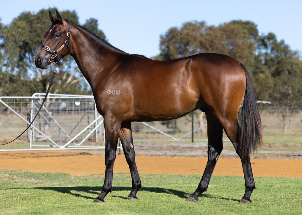 Playing God (AUS) / Majantic (AUS) 2023 Colt - Image 1