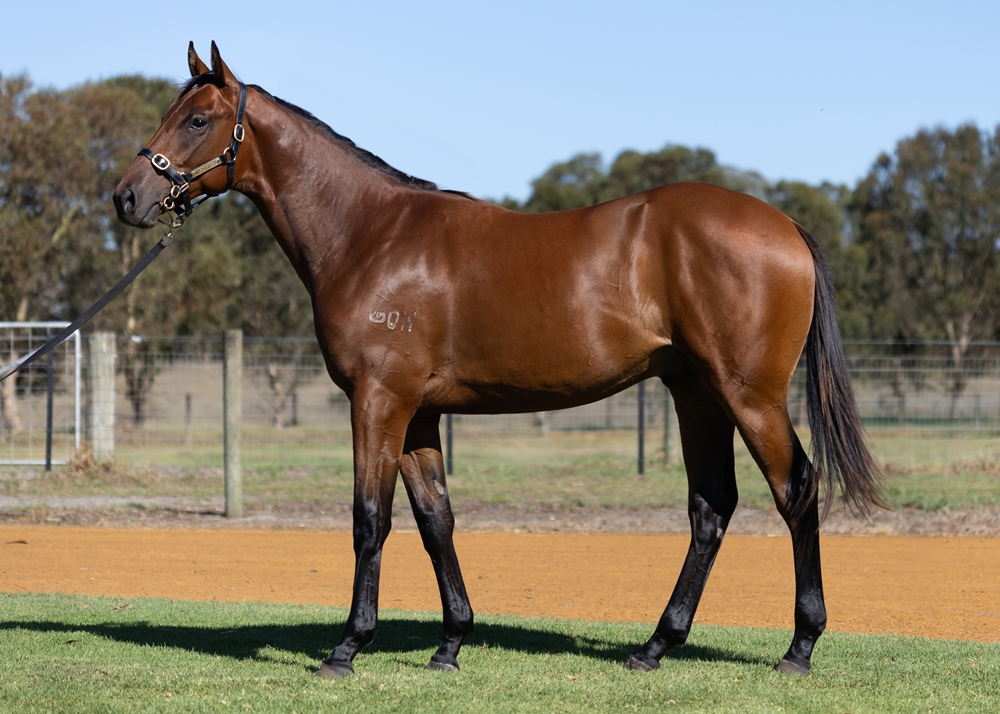 Fierce Impact (JPN) / Aurous (AUS) 2023 Colt - Image 1