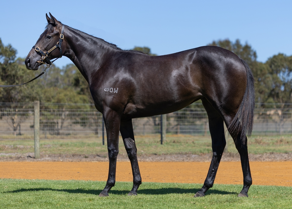 Flying Artie (AUS) / Tapavino (AUS) 2023 Filly - Image 1