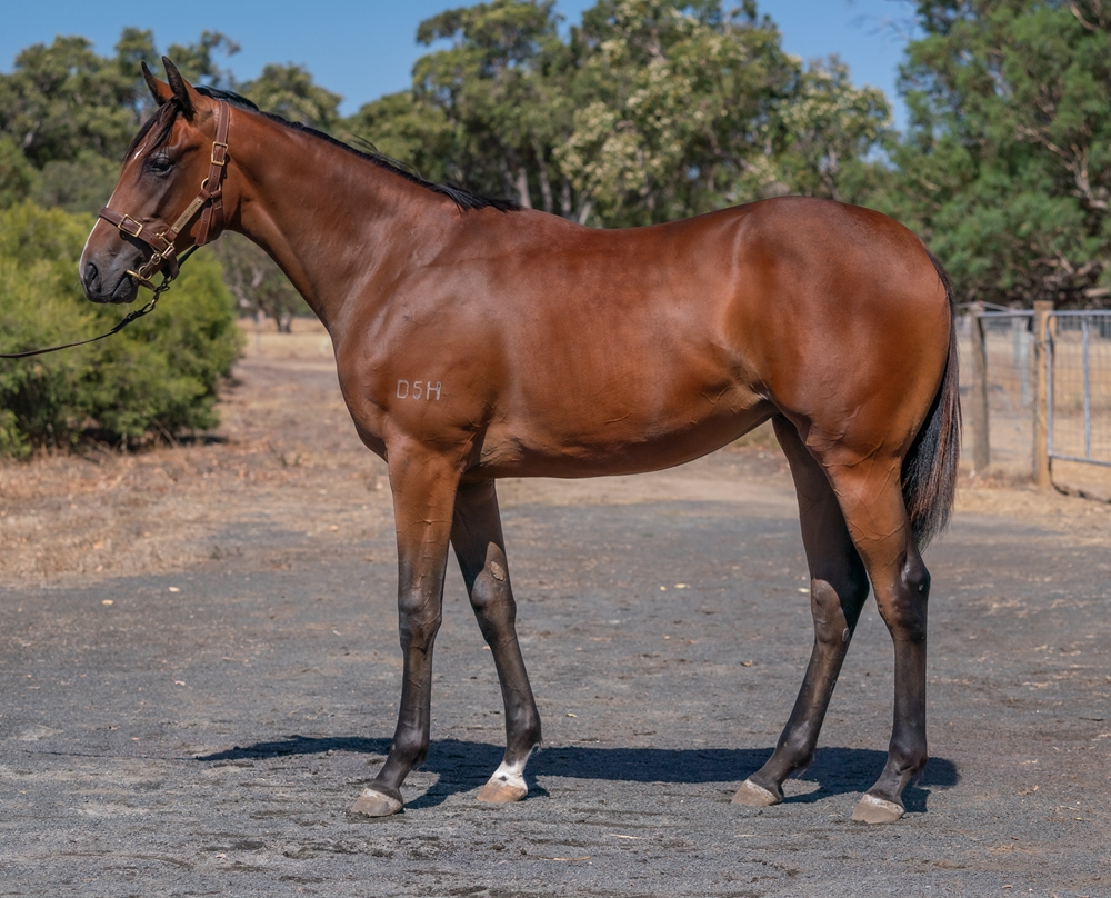 Ducimus (AUS) / Inimitable (AUS) 2023 Filly - Image 1