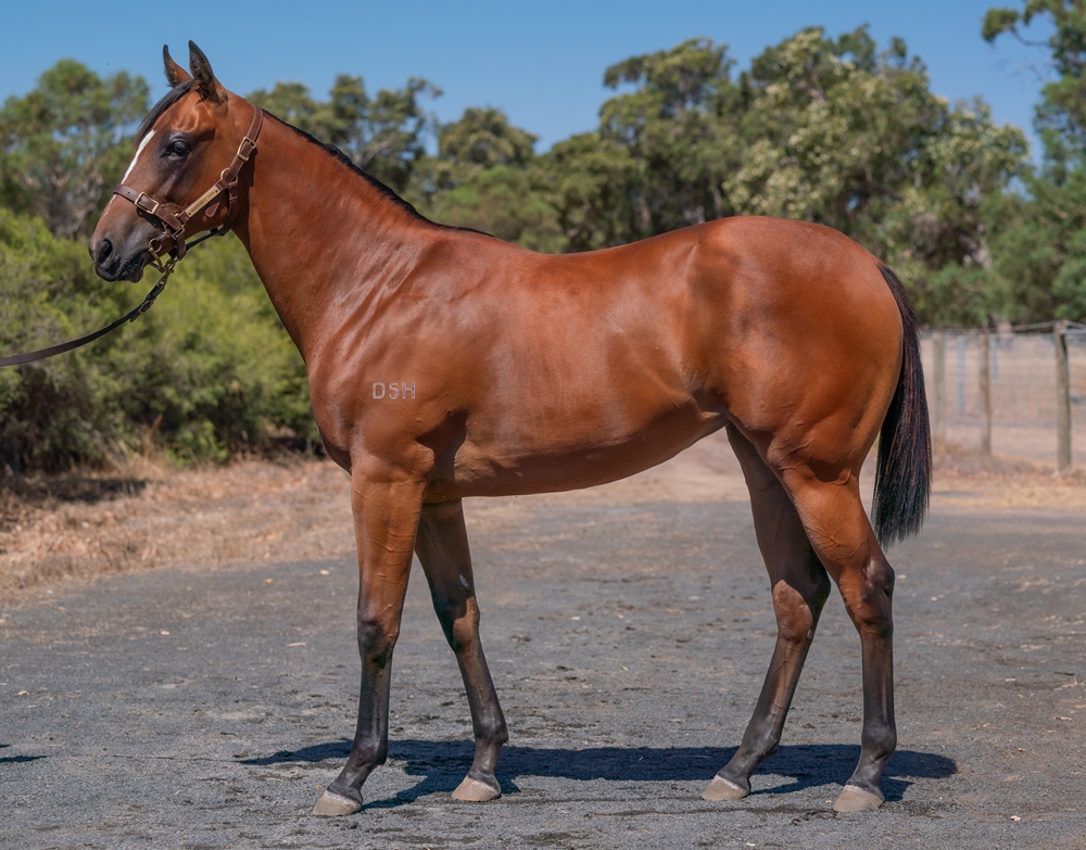 Ducimus (AUS) / Reveille (AUS) 2023 Filly - Image 1