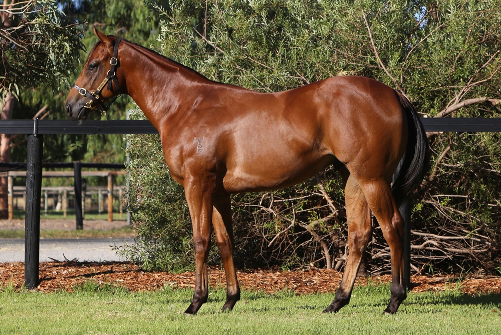 Farnan (AUS) / Magical Charge (AUS) 2023 Colt - Image 1