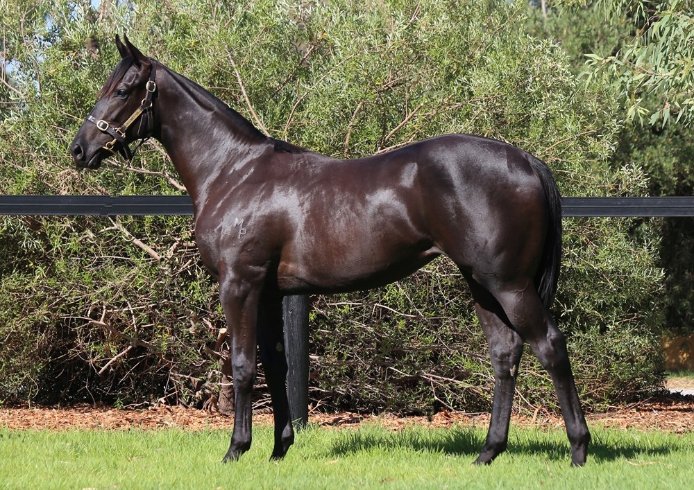 Rommel (AUS) / Breaking Cover (AUS) 2023 Filly - Image 1
