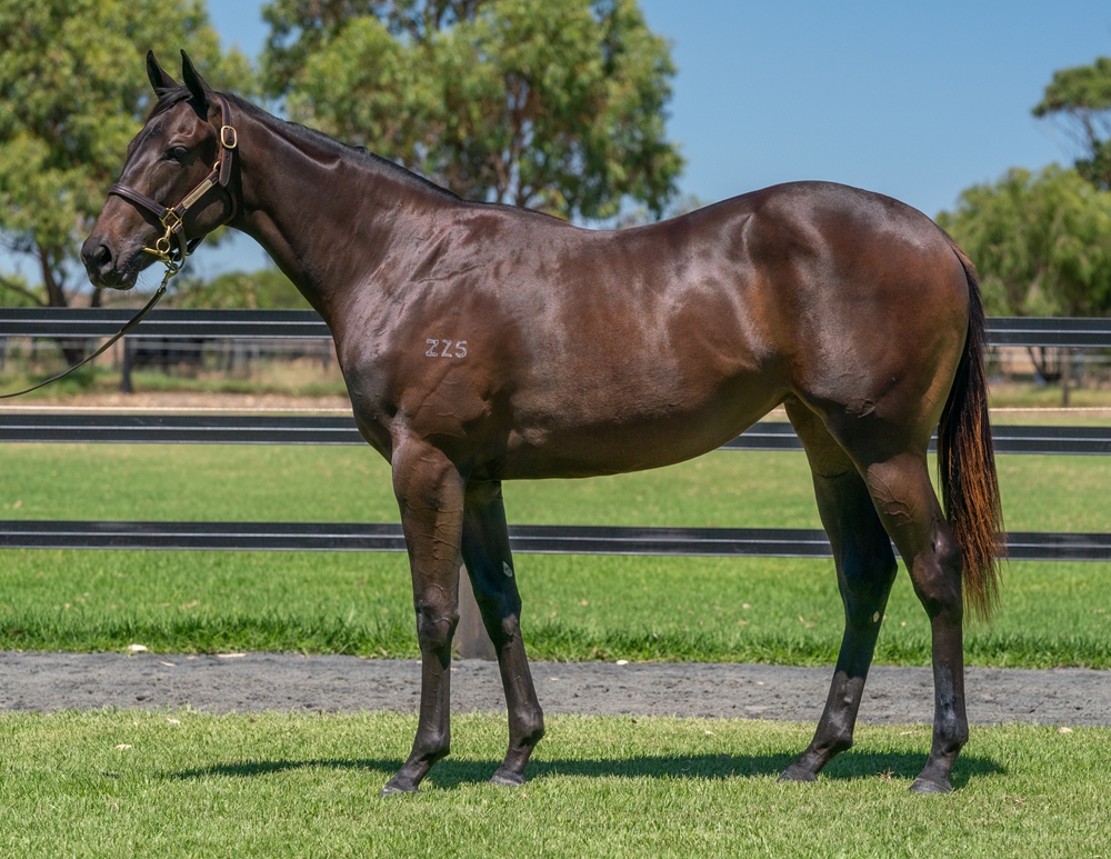 Rommel (AUS) / Caerhelan (AUS) 2023 Filly - Image 1