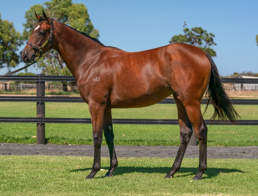 Doubtland (AUS) / Sheerkat (AUS) 2023 Filly - Image 1