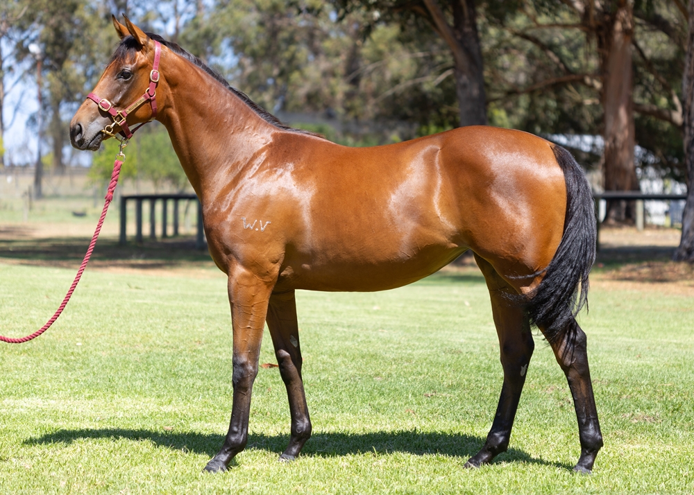 Shooting to Win (AUS) / Templates (AUS) 2023 Filly - Image 1