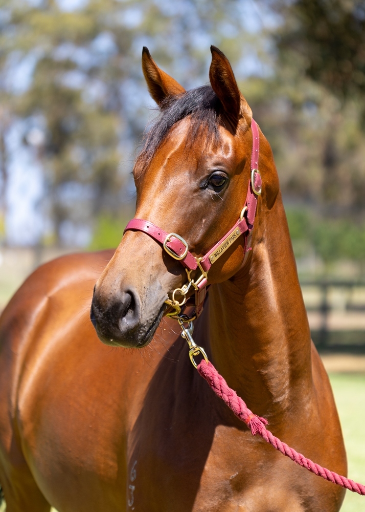 Shooting to Win (AUS) / Templates (AUS) 2023 Filly - Image 2