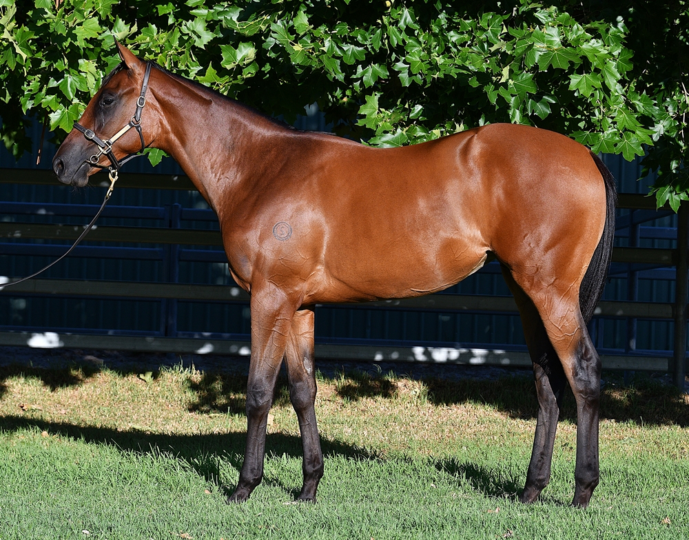 Fierce Impact (JPN) / Grand Palace (AUS) 2023 Filly - Image 1