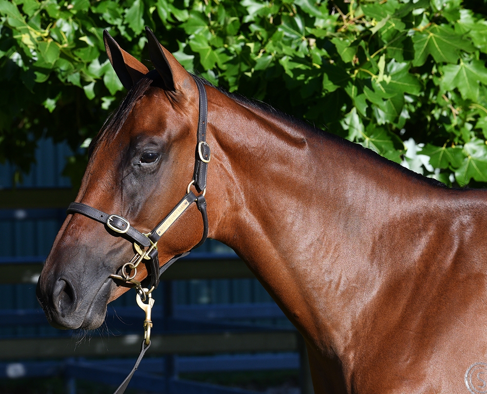 Fierce Impact (JPN) / Grand Palace (AUS) 2023 Filly - Image 2