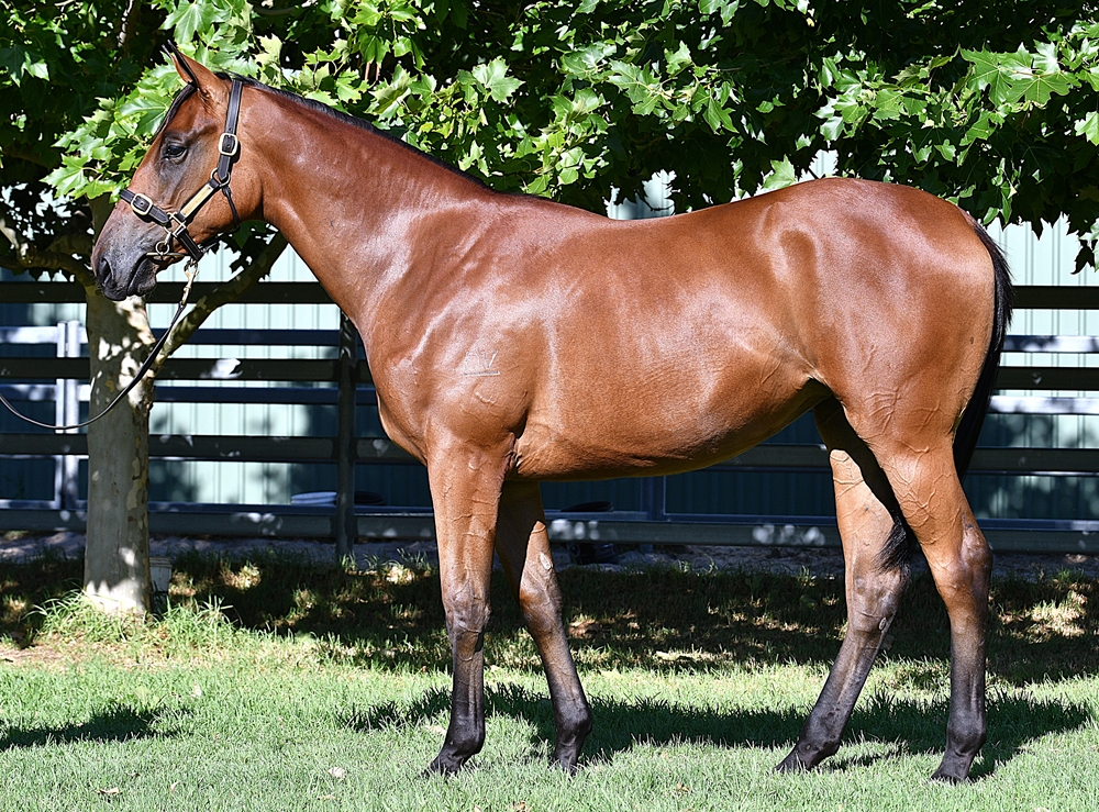 Playing God (AUS) / Jest Envy Her (AUS) 2023 Filly - Image 1