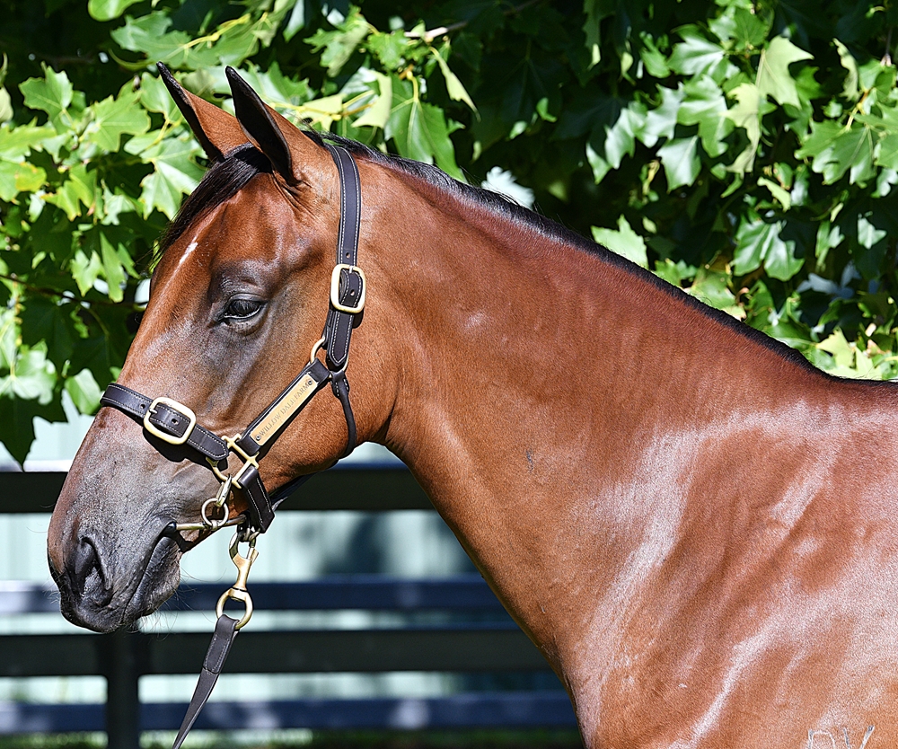 Playing God (AUS) / Jest Envy Her (AUS) 2023 Filly - Image 2