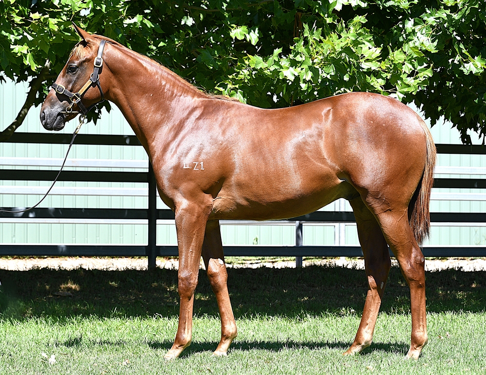 Splintex (AUS) / Street Value (AUS) 2023 Colt - Image 1