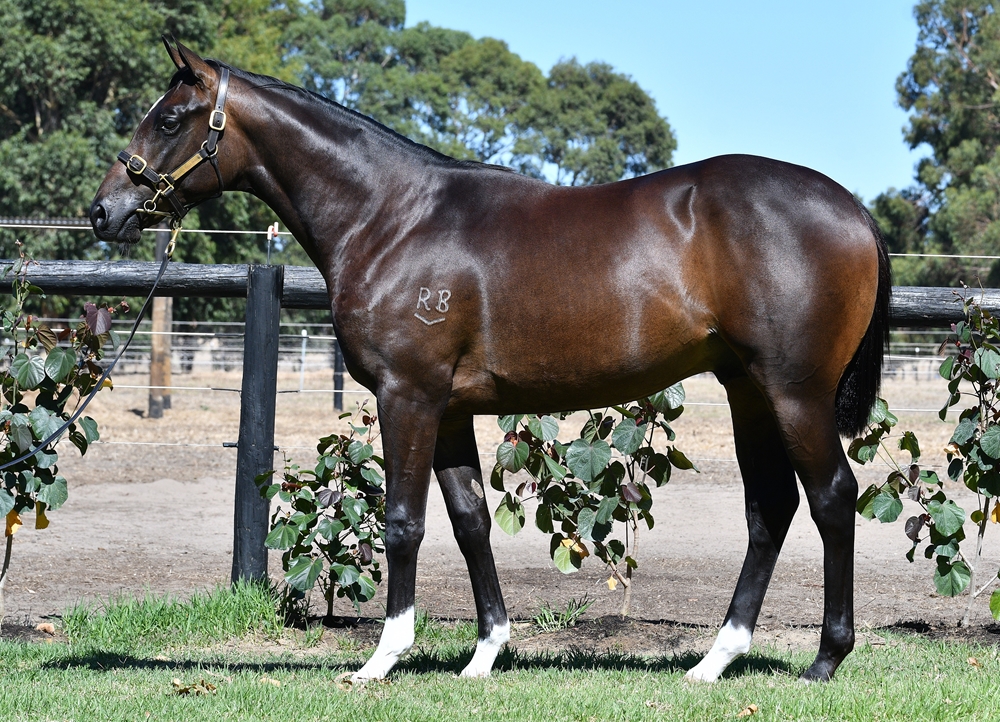 Tiger of Malay (AUS) / Amarela (NZ) 2023 Colt - Image 1