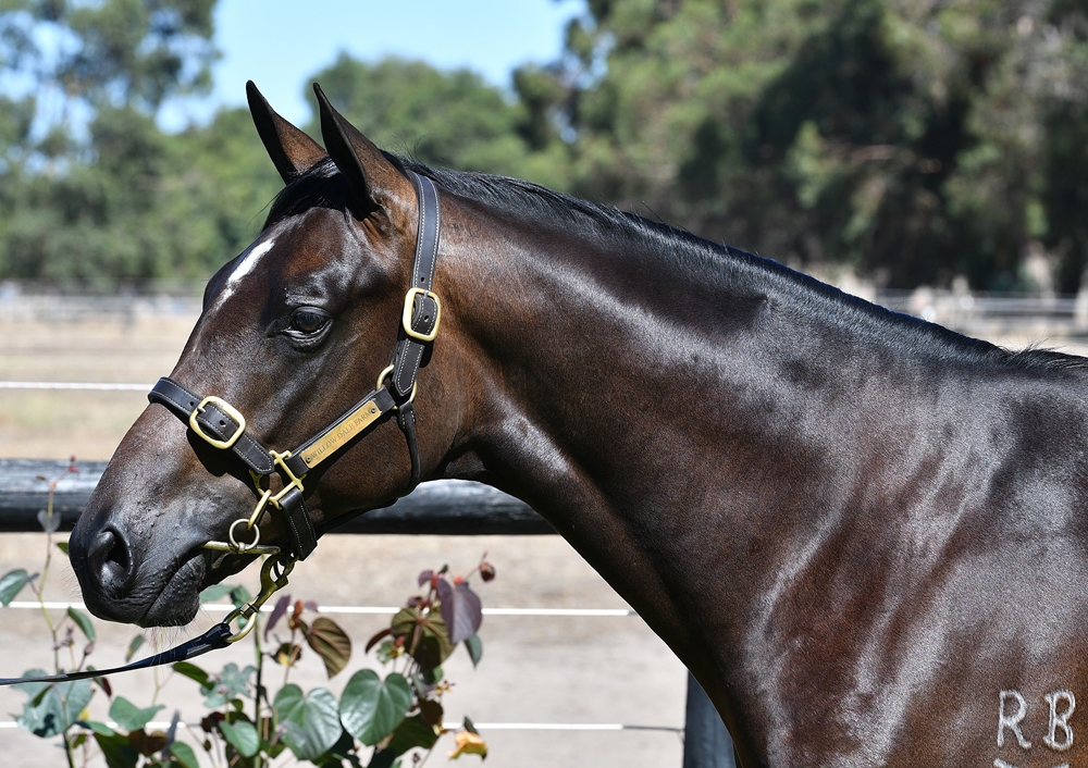 Tiger of Malay (AUS) / Amarela (NZ) 2023 Colt - Image 2