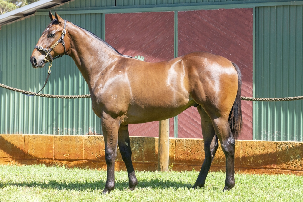 Magnus (AUS) / Miss Encounter (AUS) 2023 Colt - Image 1
