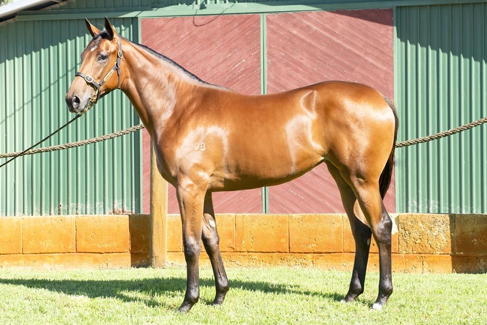 Universal Ruler (AUS) / Miss Voodoo (AUS) 2023 Filly - Image 1