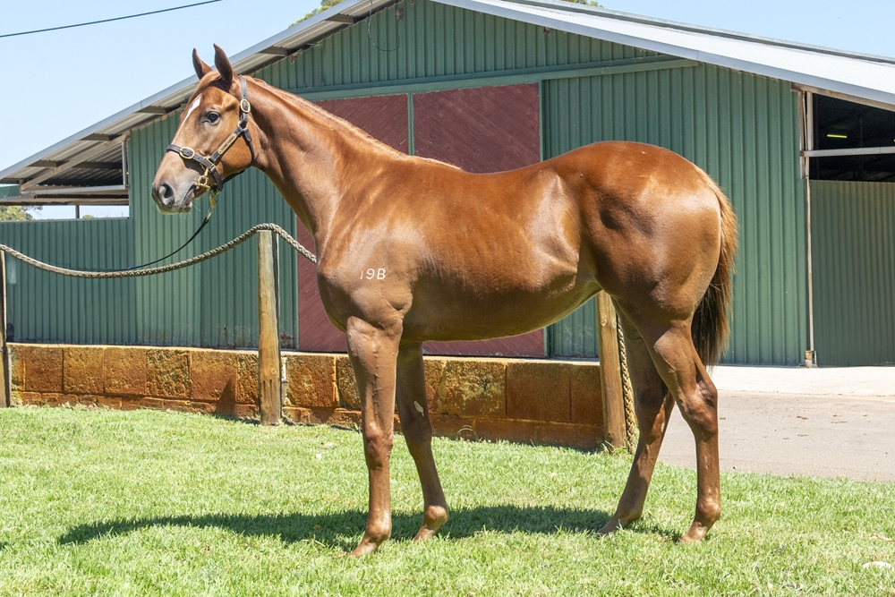 Universal Ruler (AUS) / Adore Me (AUS) 2023 Filly - Image 1