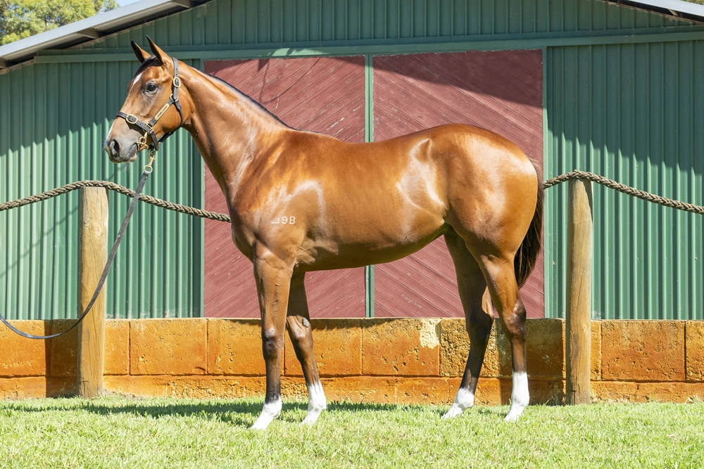 Universal Ruler (AUS) / Tranquility (AUS) 2023 Filly - Image 1