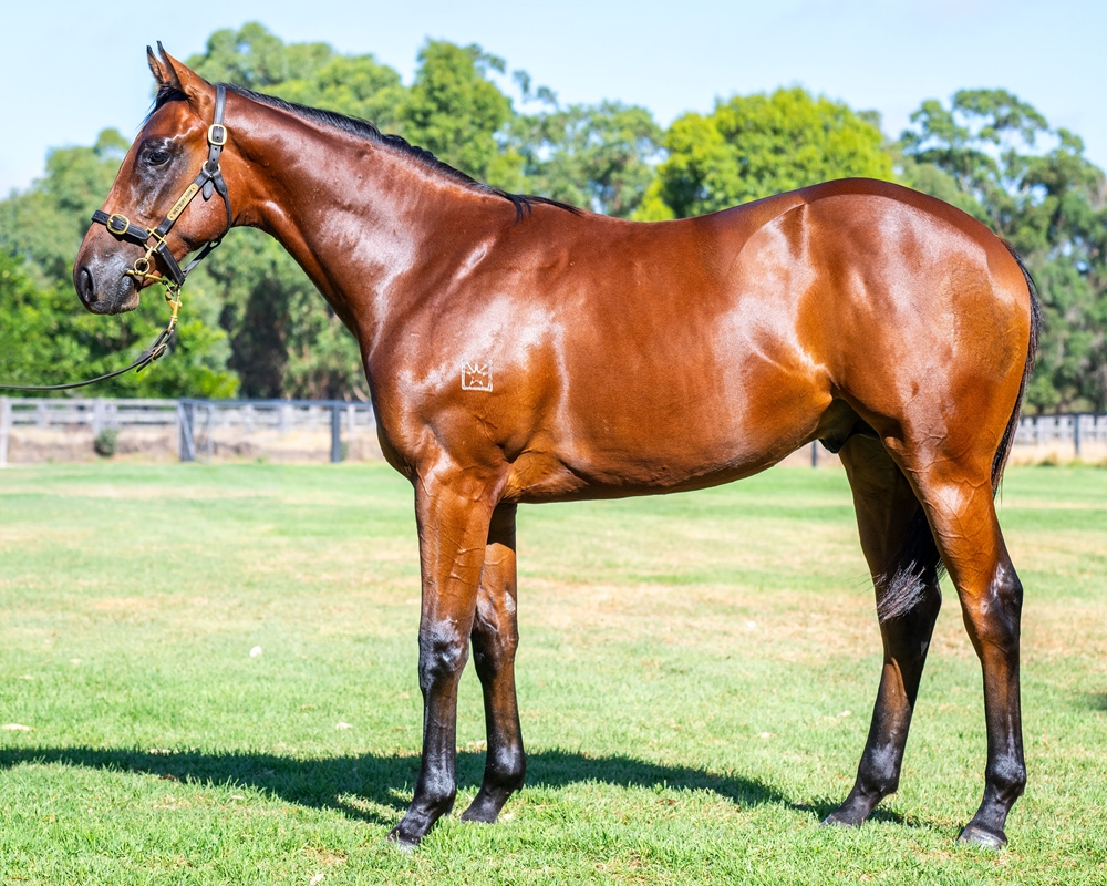 Tassort (AUS) / Deep Echo (AUS) 2023 Colt - Image 1