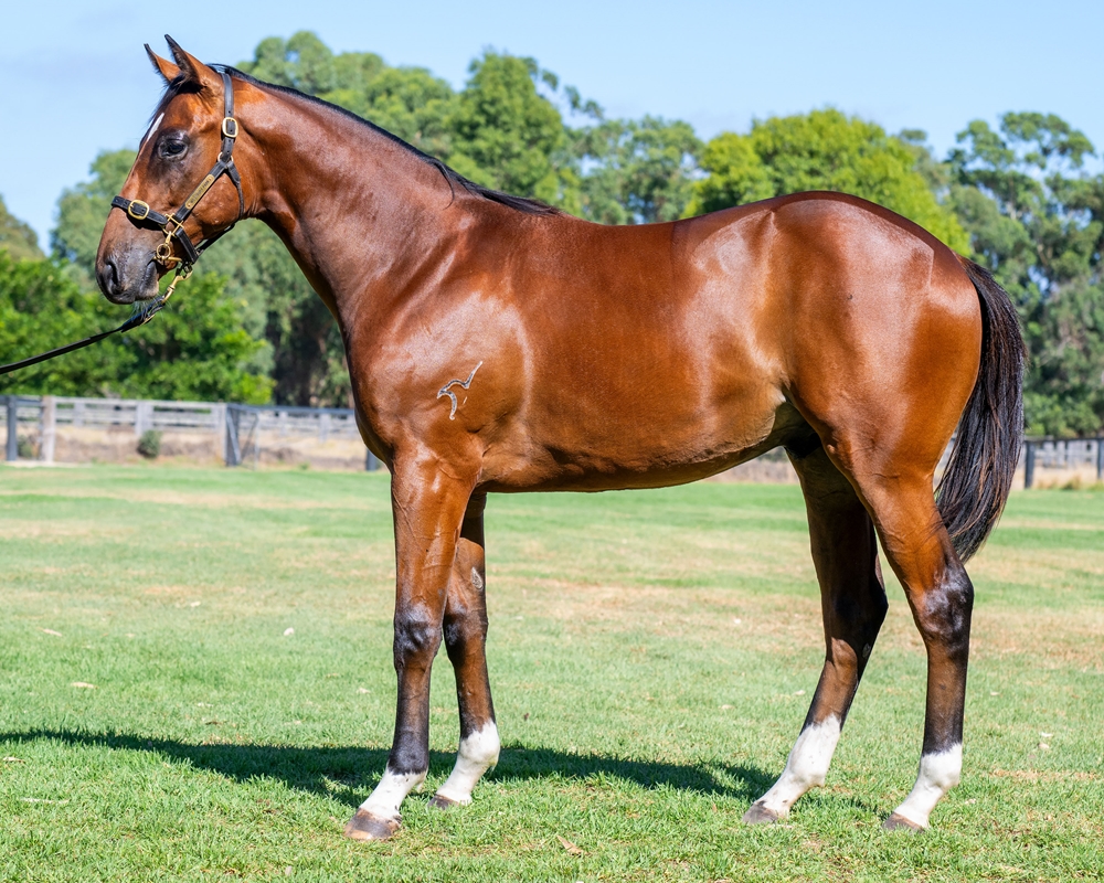 Acrobat (AUS) / Think Icon (AUS) 2023 Colt - Image 1