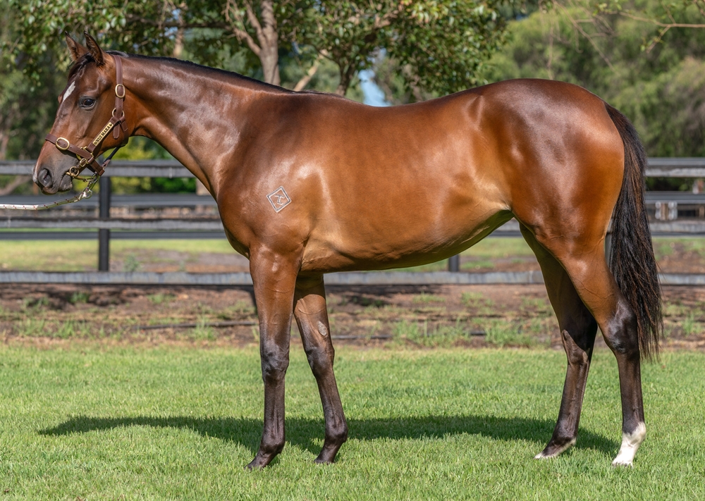 Earthlight (IRE) / Angel's Touch (AUS) 2023 Filly - Image 1