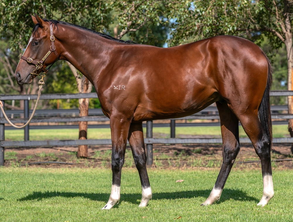 Russian Camelot (IRE) / Sistakini (AUS) 2023 Colt - Image 1
