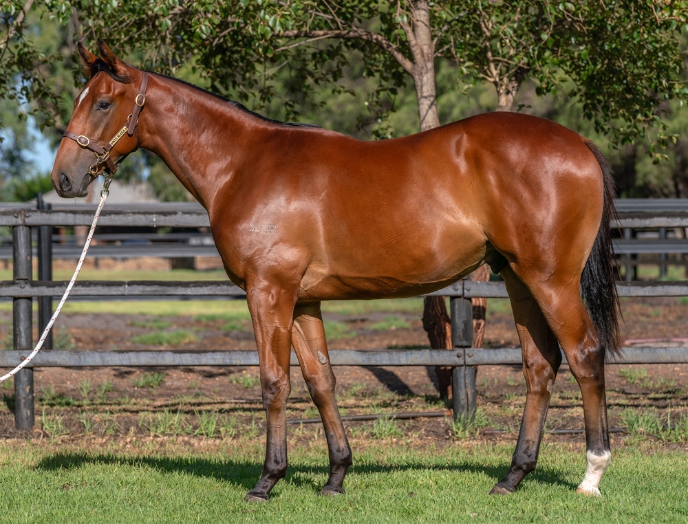 Shooting to Win (AUS) / Toorak Deb (AUS) 2023 G - Image 1
