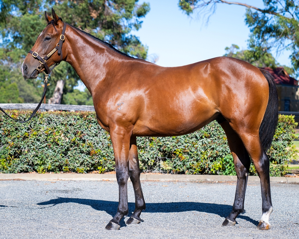 King's Legacy (AUS) / Canny Time (AUS) 2023 Colt - Image 1