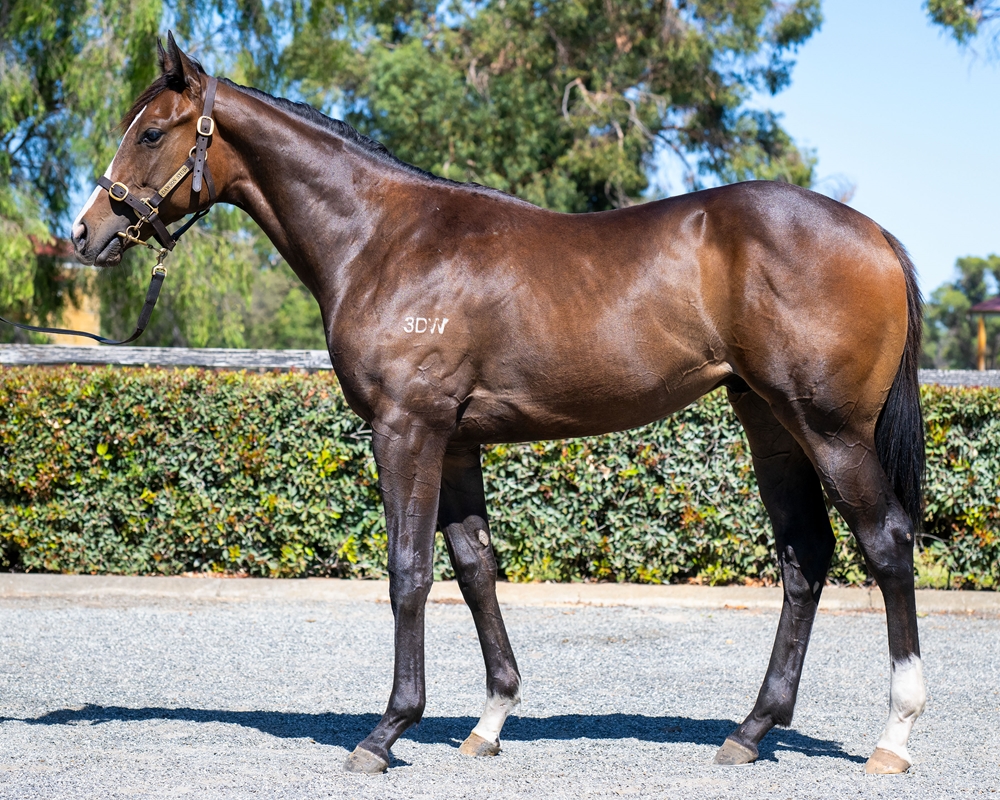 St Mark's Basilica (FR) / Secret Mak (AUS) 2023 Colt - Image 1