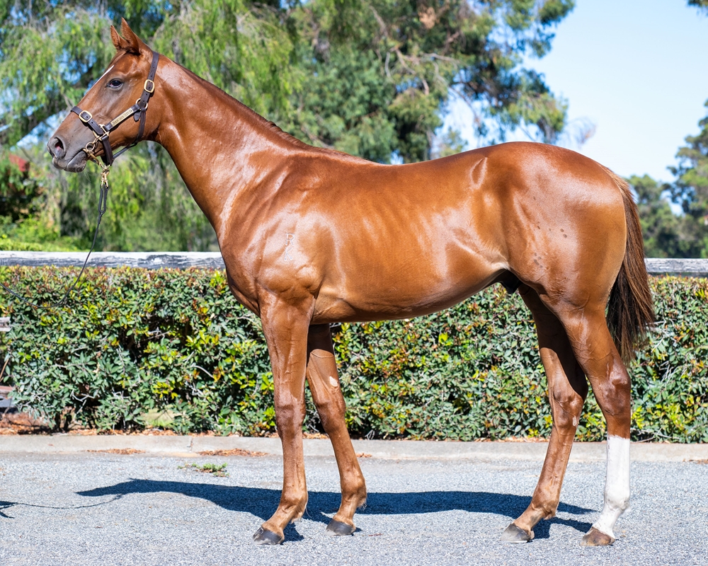 Xtravagant (NZ) / Snowchino (AUS) 2023 Colt - Image 1